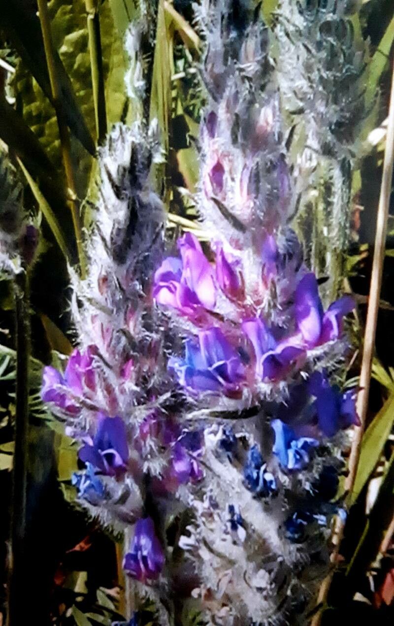 Oxytropis splendens flower