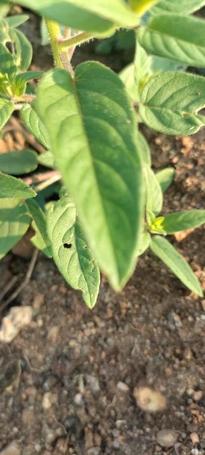 Cleome monophylla leaf