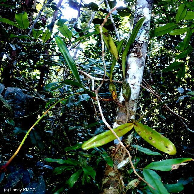 Bulbophyllum callosum habit