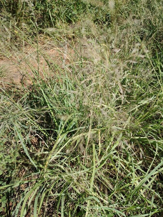 Eragrostis cylindriflora — search result for 'Eragrostis'