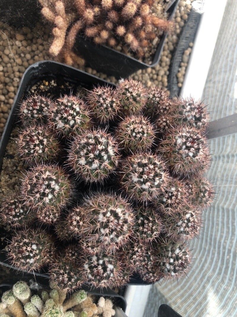 Mammillaria voburnensis leaf