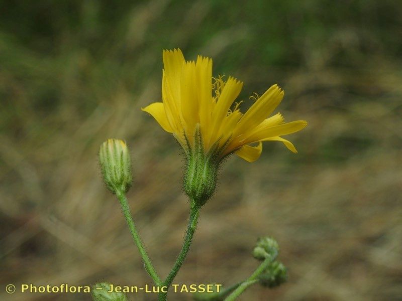 Hieracium jurassicum flower