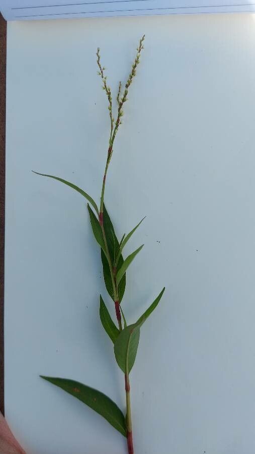 Polygonum punctatum habit