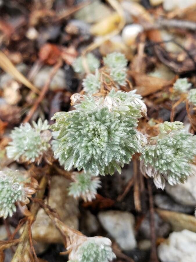 Artemisia frigida — search result for 'Artemisia'