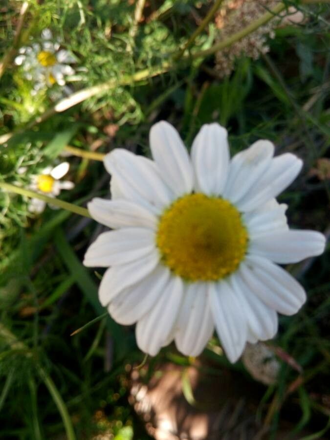 Anthemis cotula flower