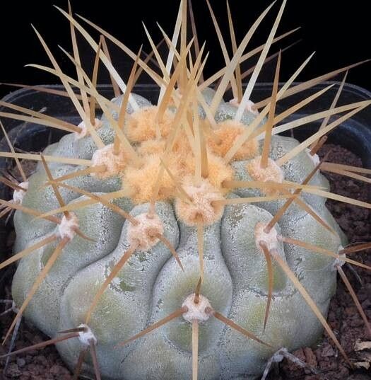Copiapoa gigantea leaf