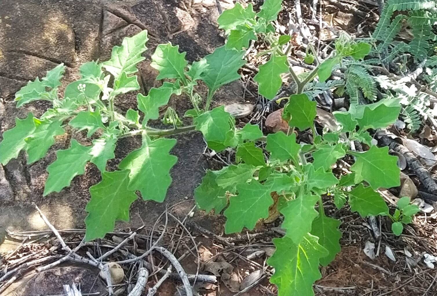 Solanum retroflexum habit