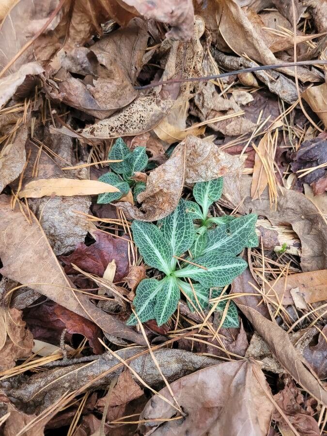 Goodyera pubescens habit