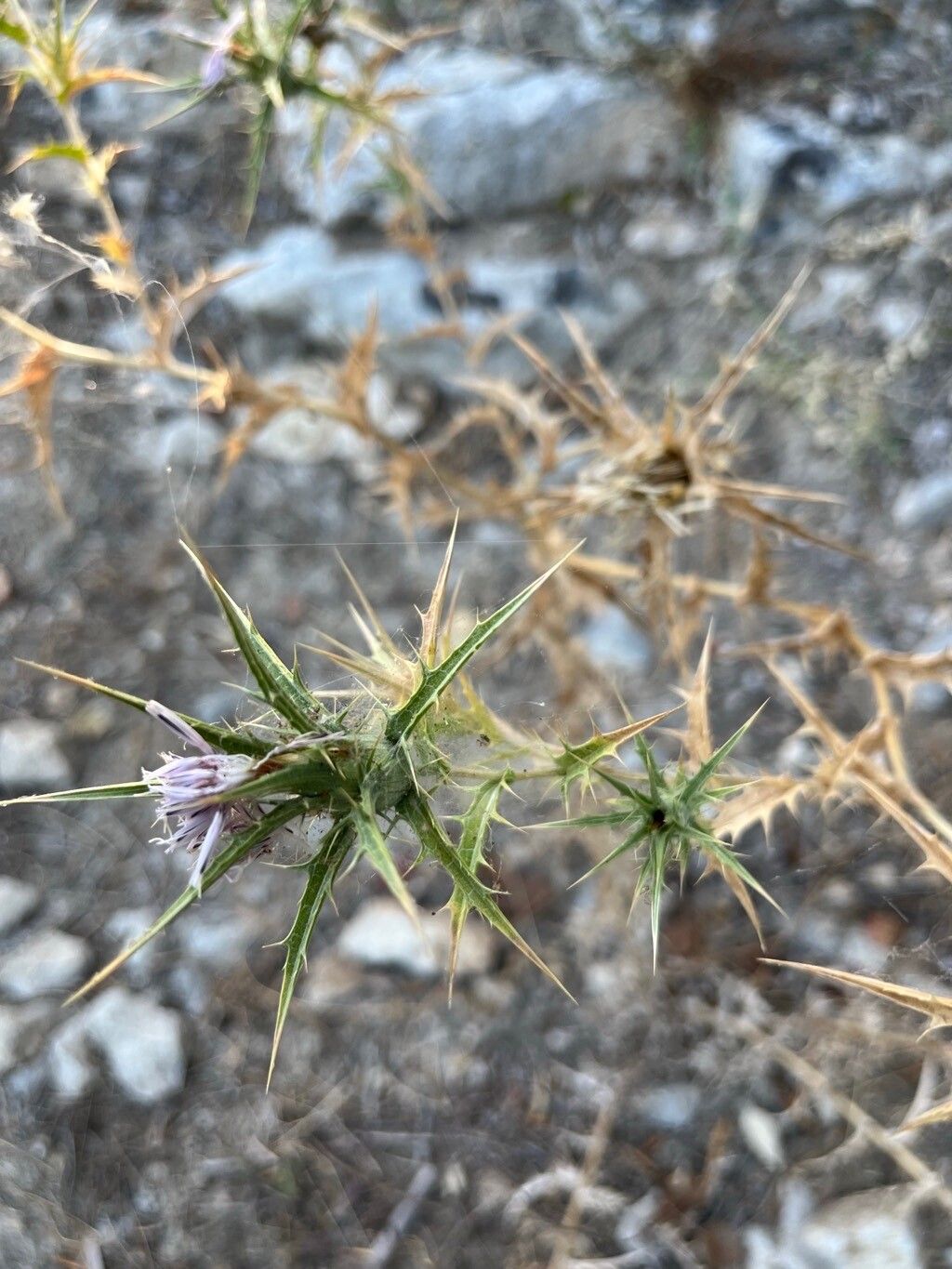 Carthamus dentatus — search result for 'Carthamus'