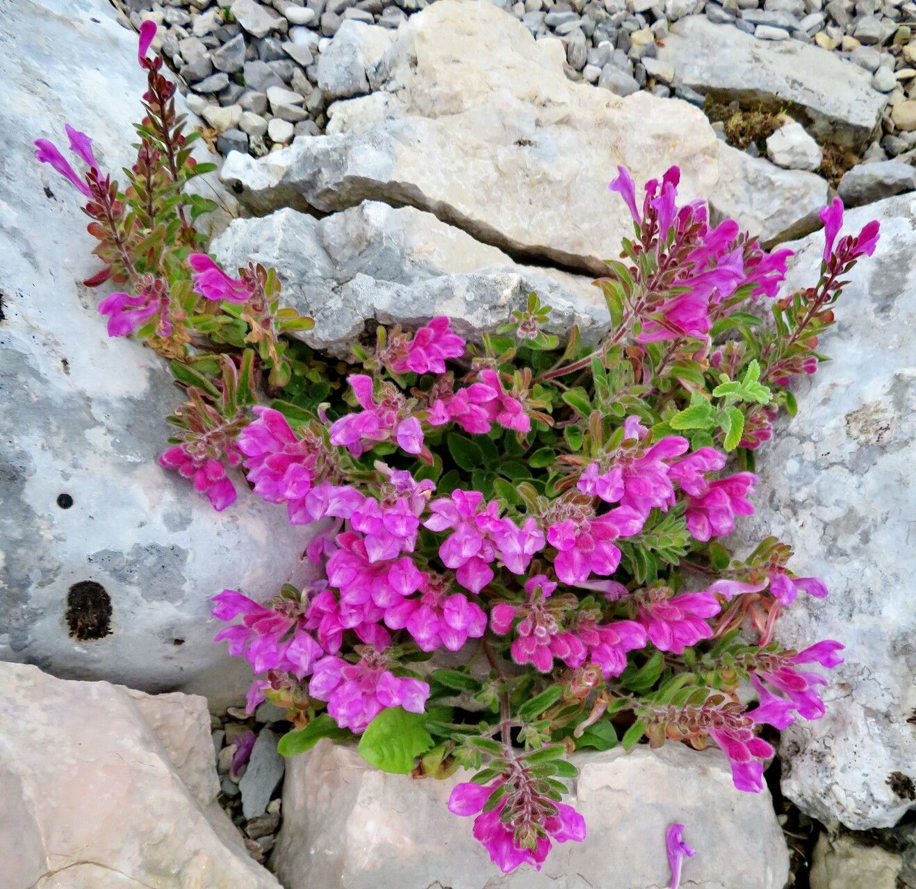 Scutellaria pontica habit