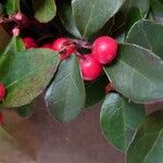 Gaultheria procumbens