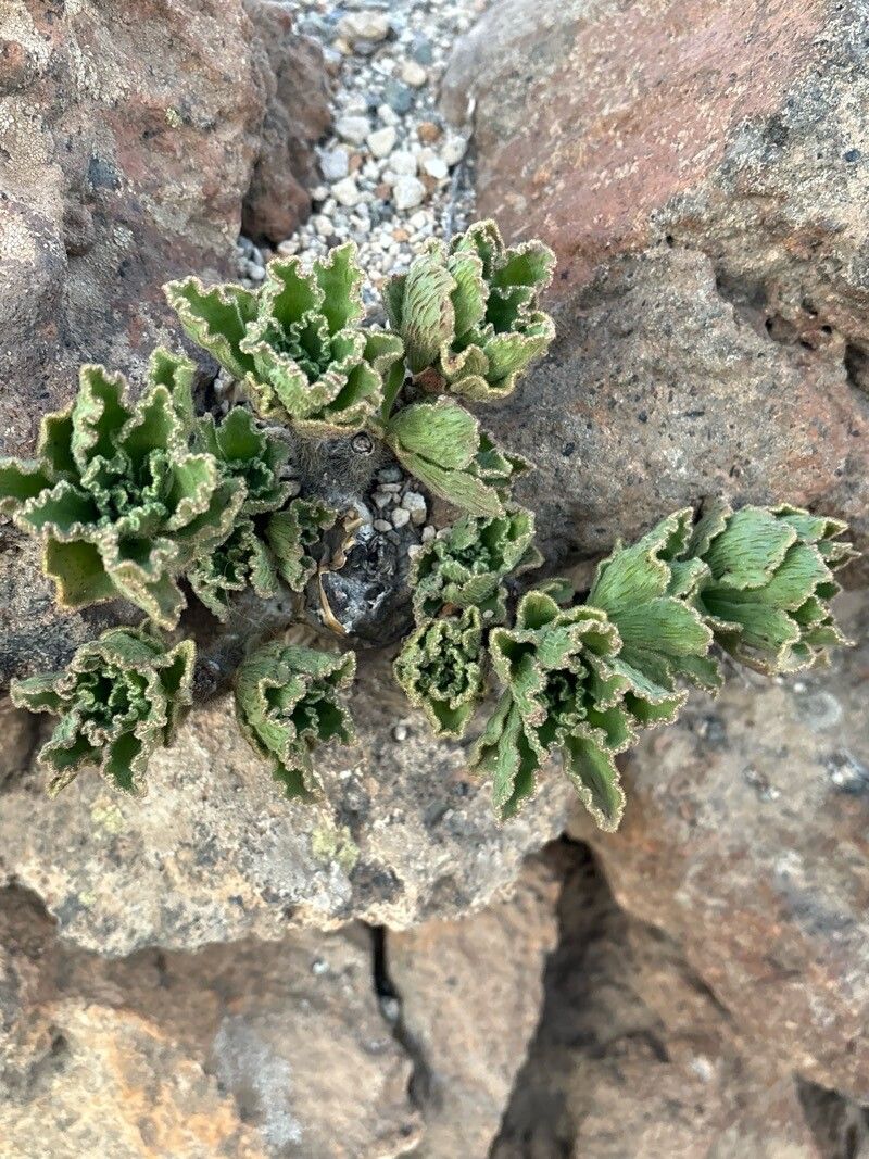 Aeonium smithii habit