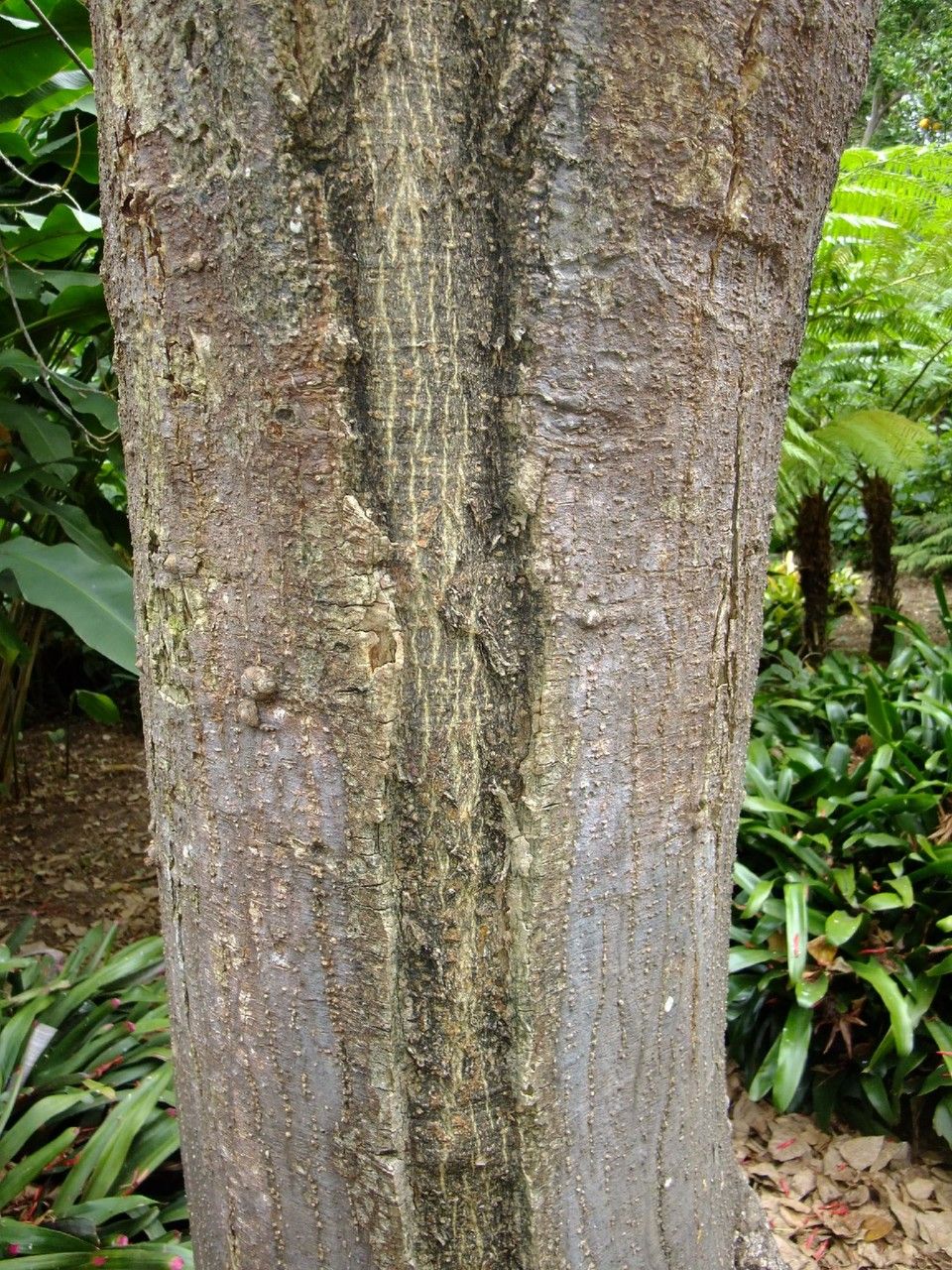 Erythrina rubrinervia bark