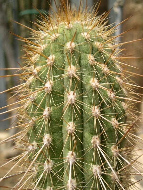 Weberbauerocereus rauhii — houseplant care guide