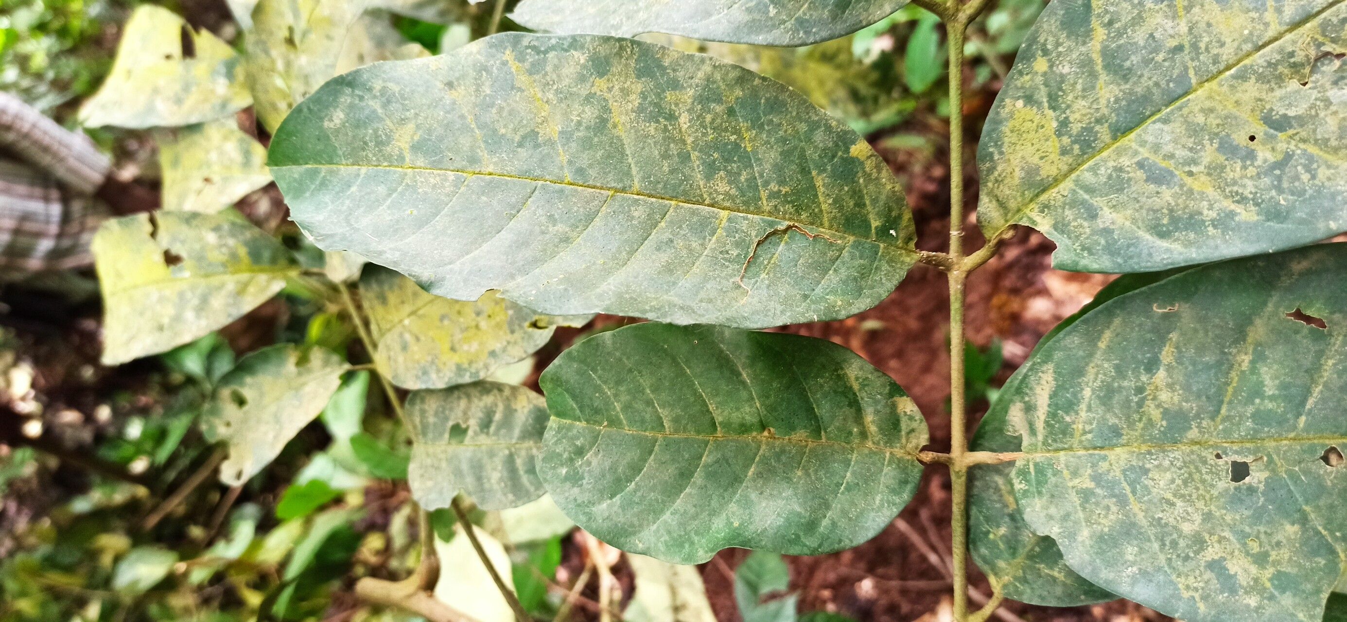 Trichilia welwitschii leaf