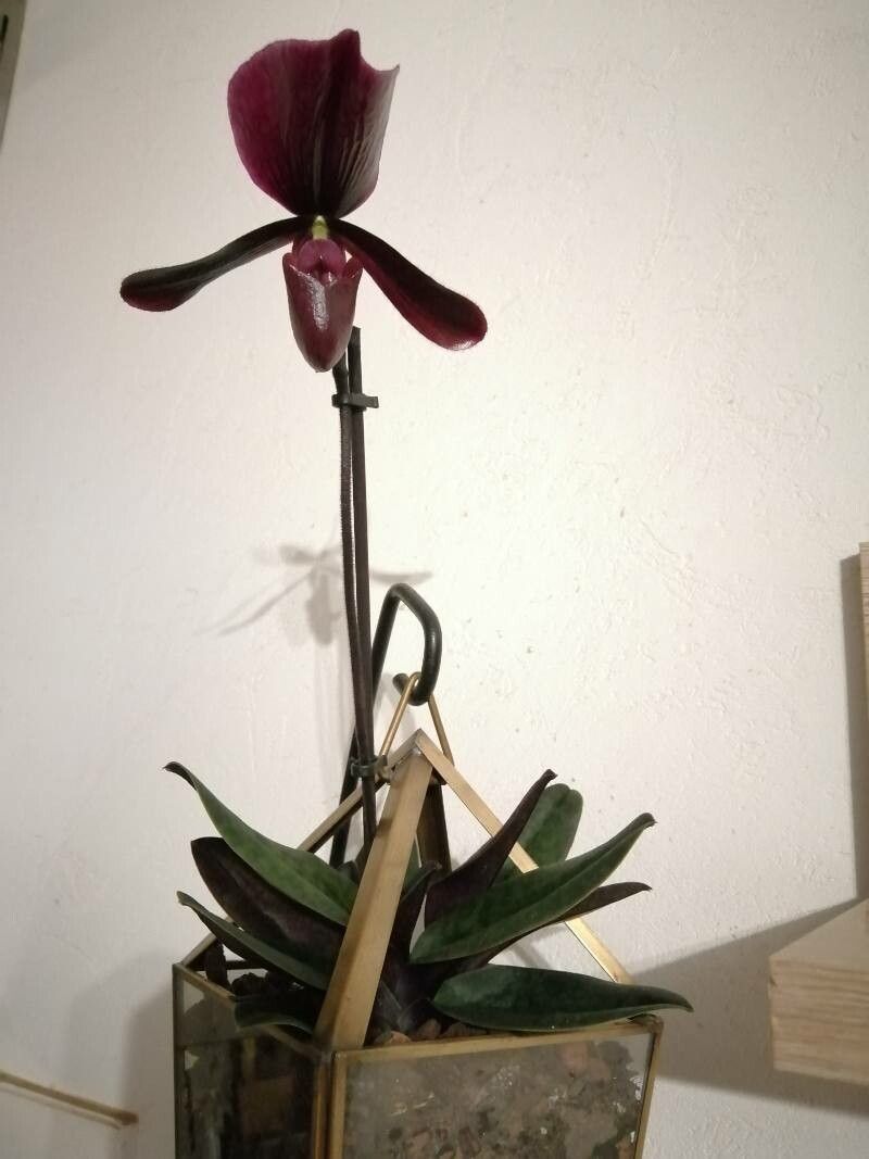 Paphiopedilum charlesworthii habit