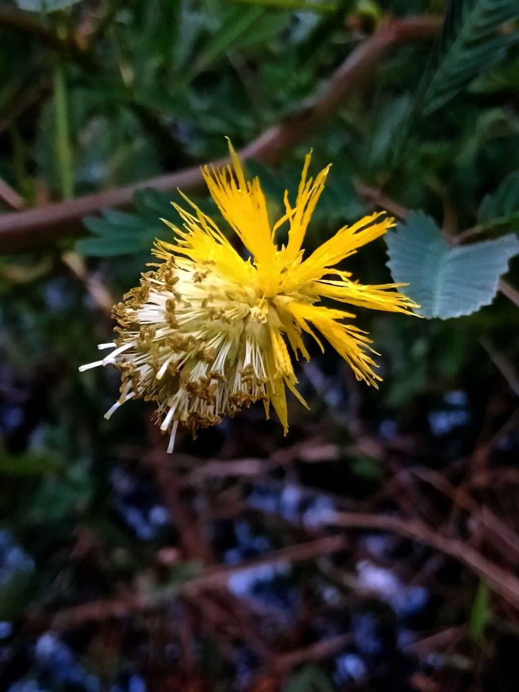 Neptunia plena flower