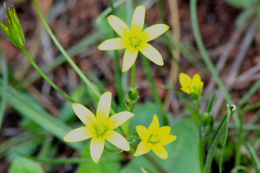 Gagea durieui flower