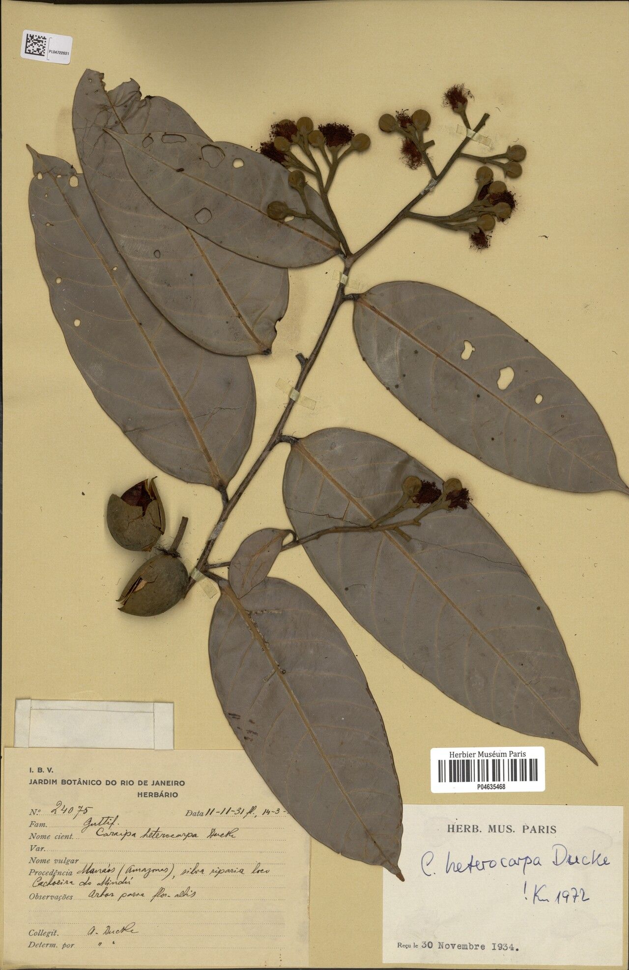 Caraipa heterocarpa fruit