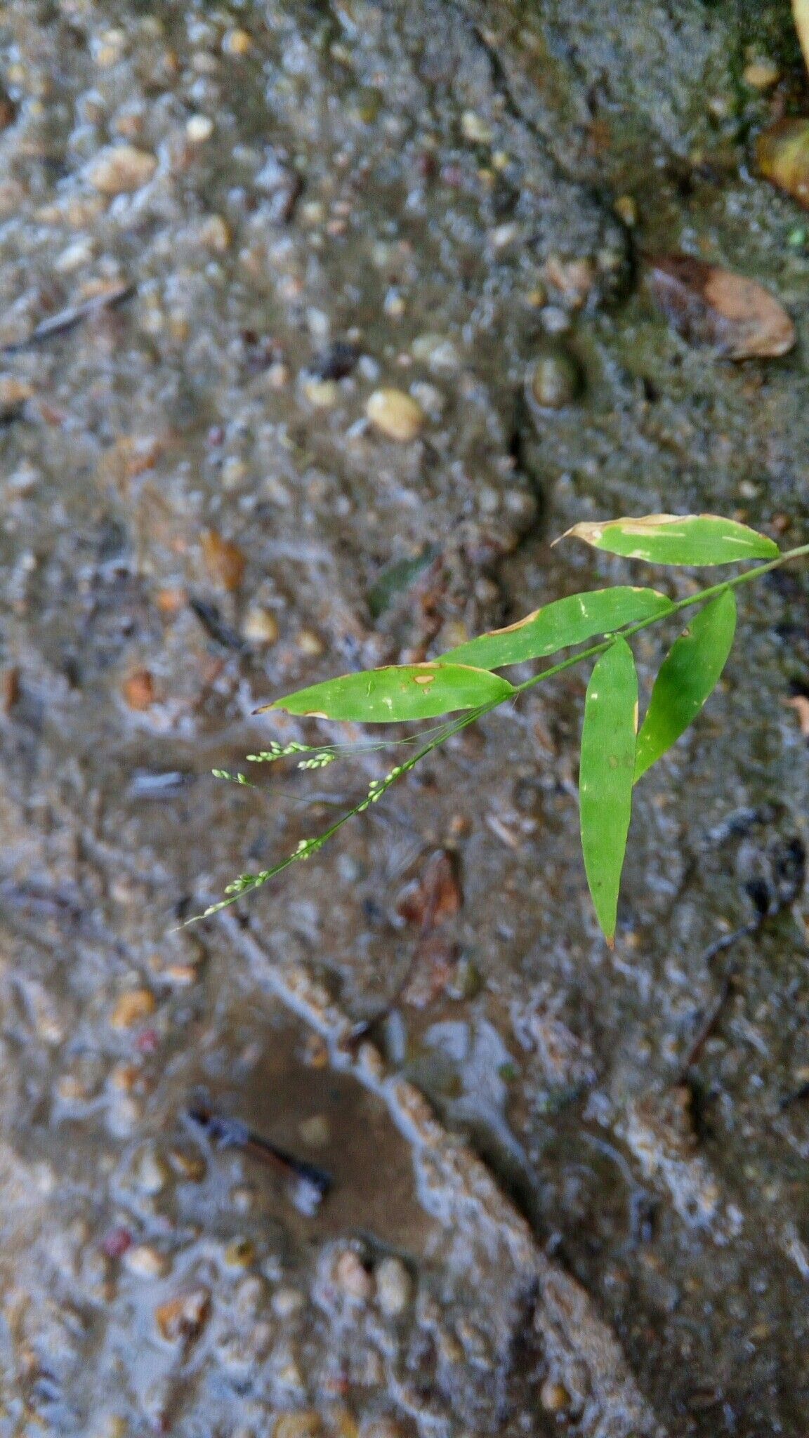 Panicum mitopus — houseplant care guide