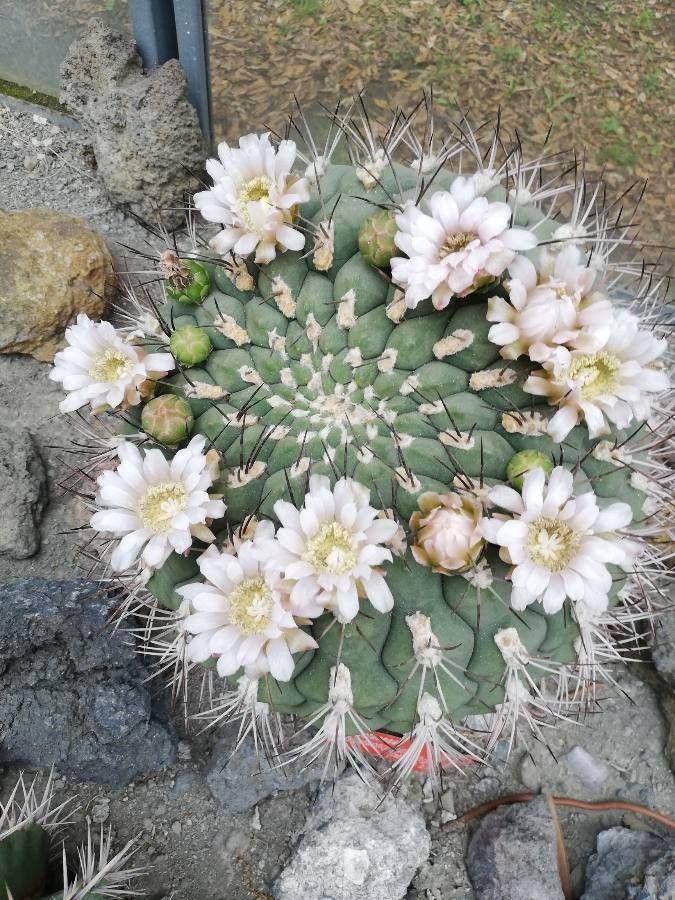 Gymnocalycium saglionis flower