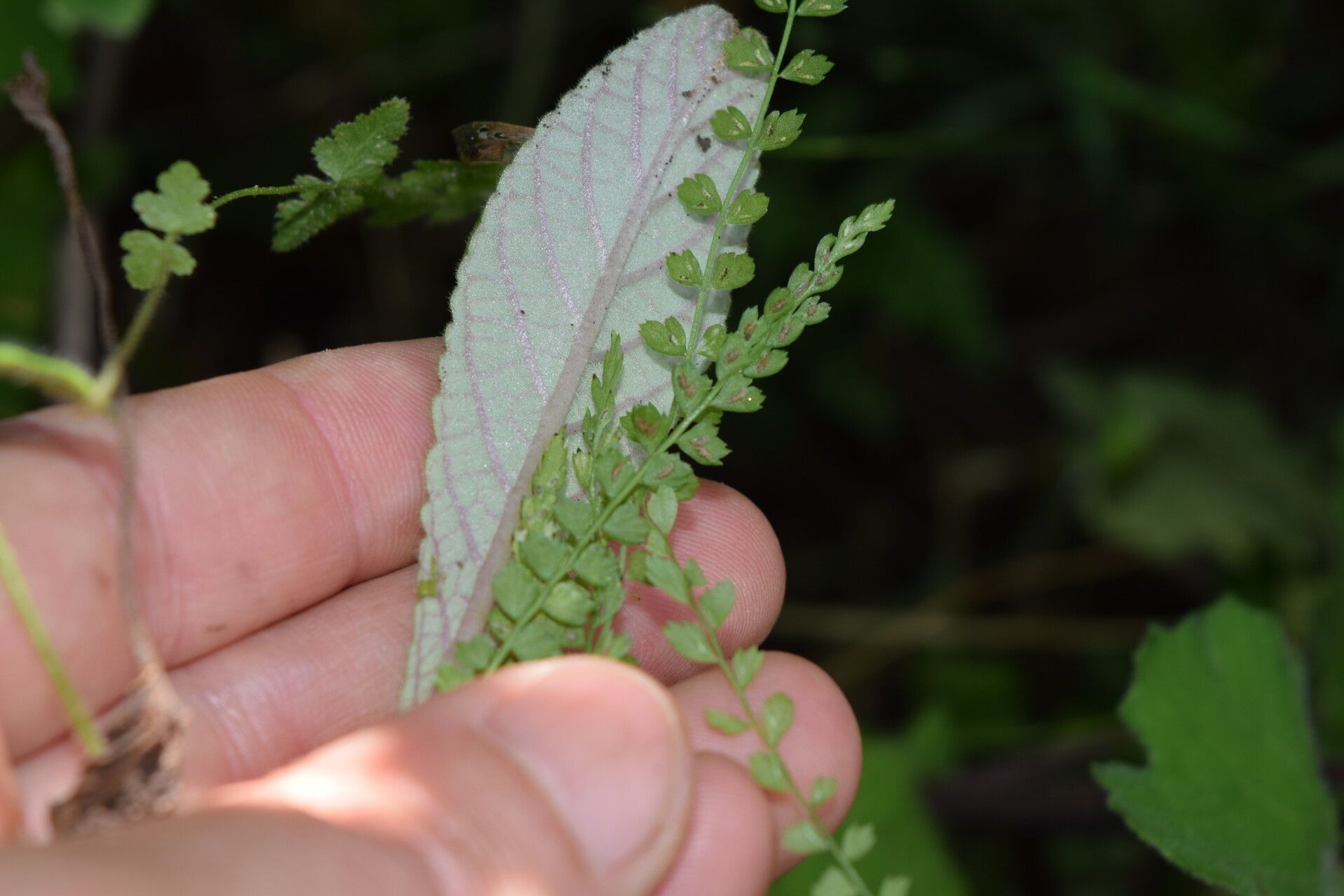 Asplenium stoloniferum — houseplant care guide