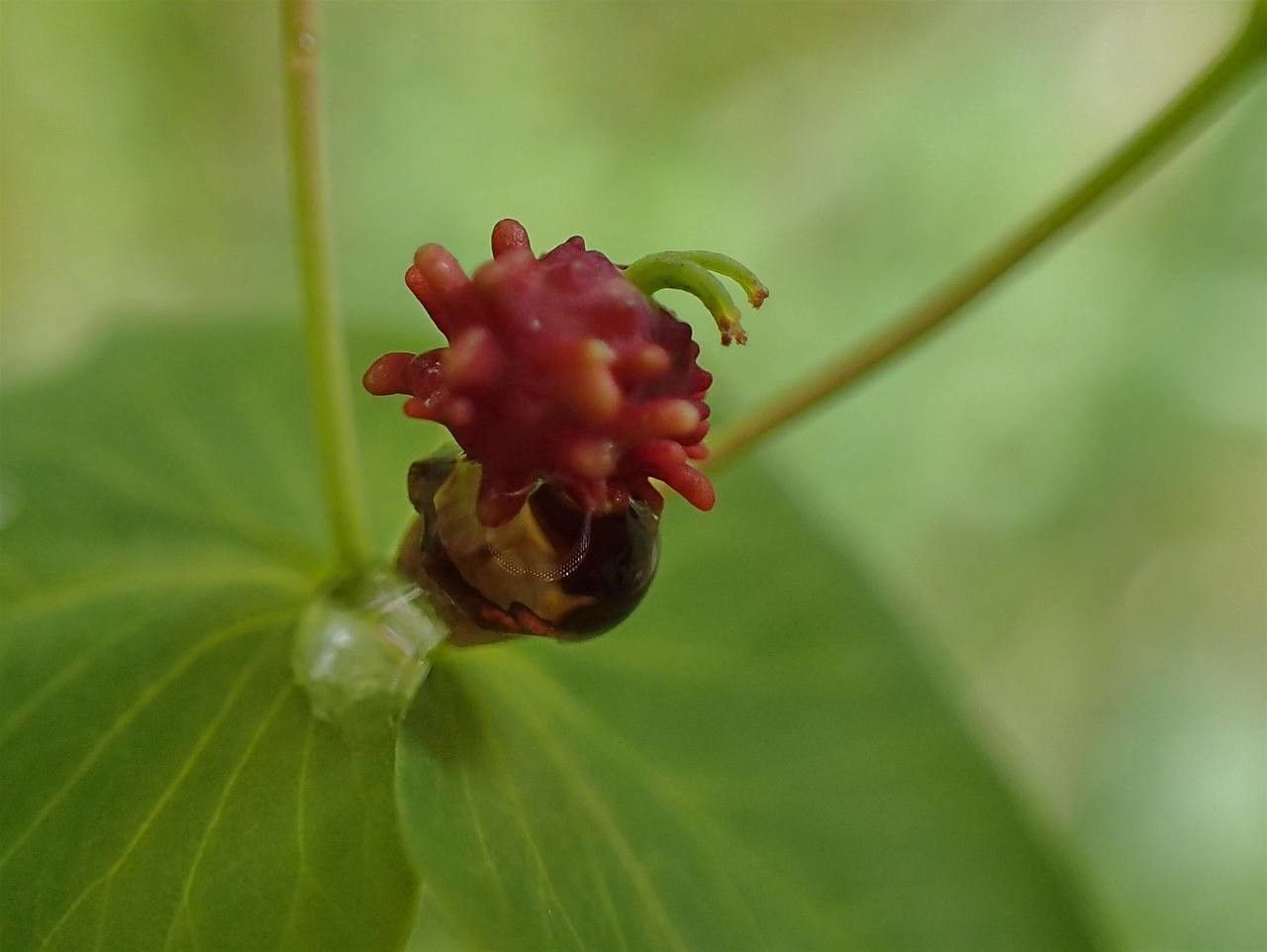 Euphorbia dulcis fruit