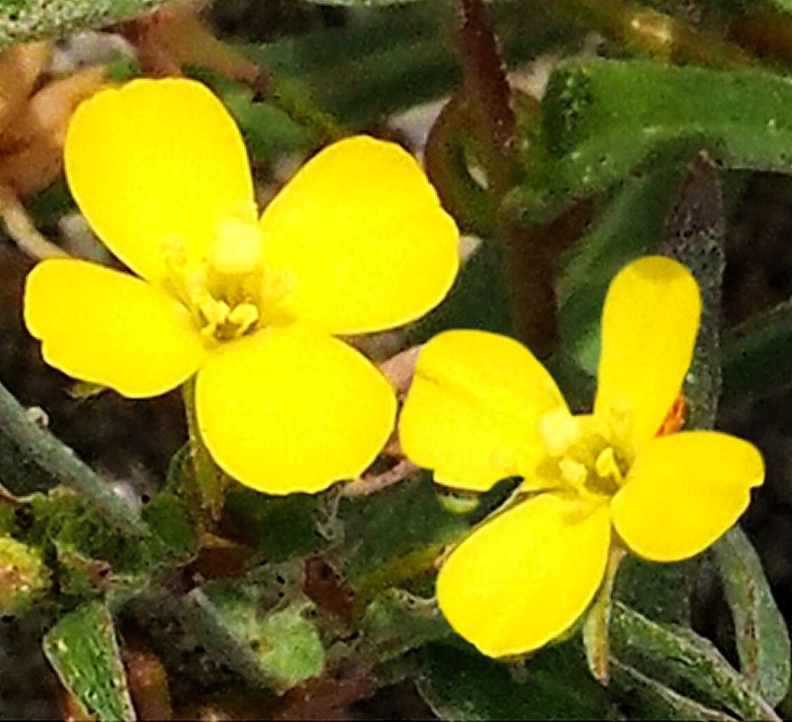 Camissoniopsis pallida — houseplant care guide