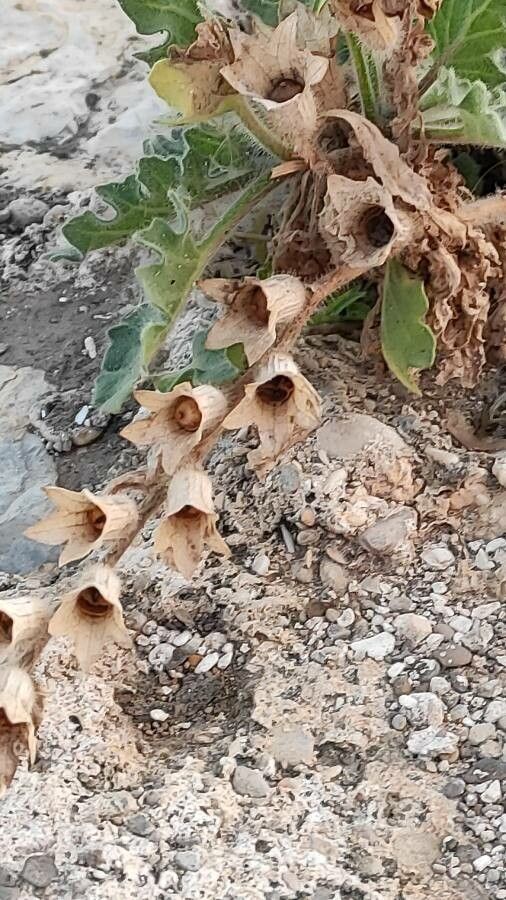 Hyoscyamus albus fruit