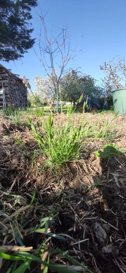 Alopecurus rendlei habit
