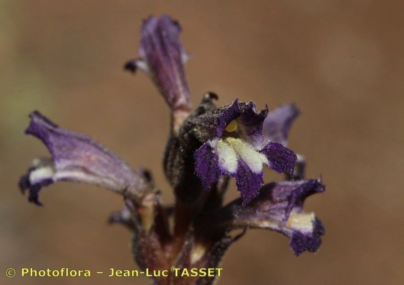 Phelipanche olbiensis flower