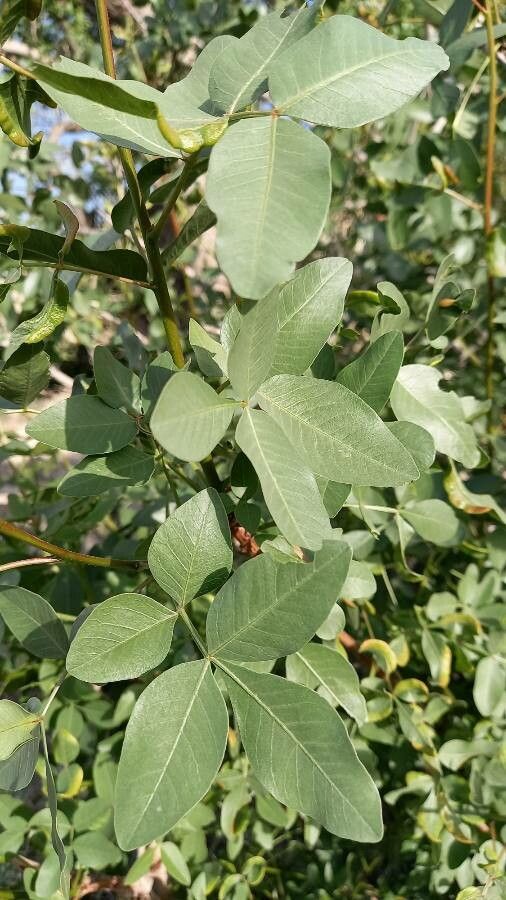 Pistacia khinjuk leaf