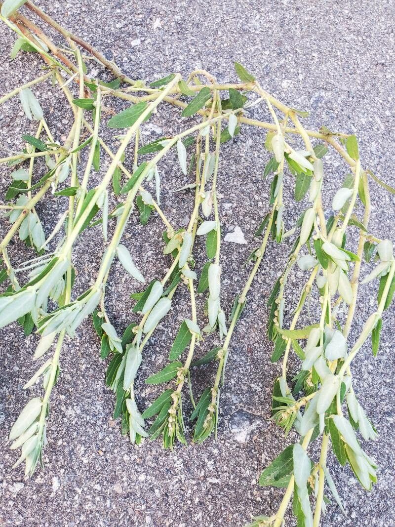 Euphorbia convolvuloides habit