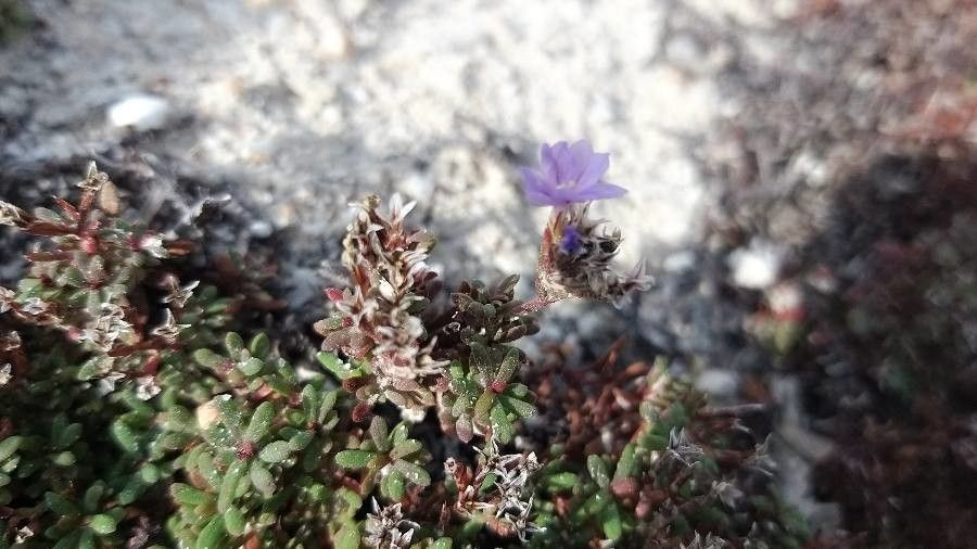 Limonium obtusifolium flower