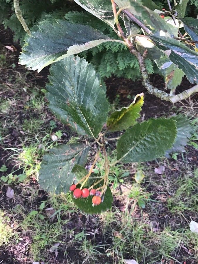 Sorbus anglica leaf