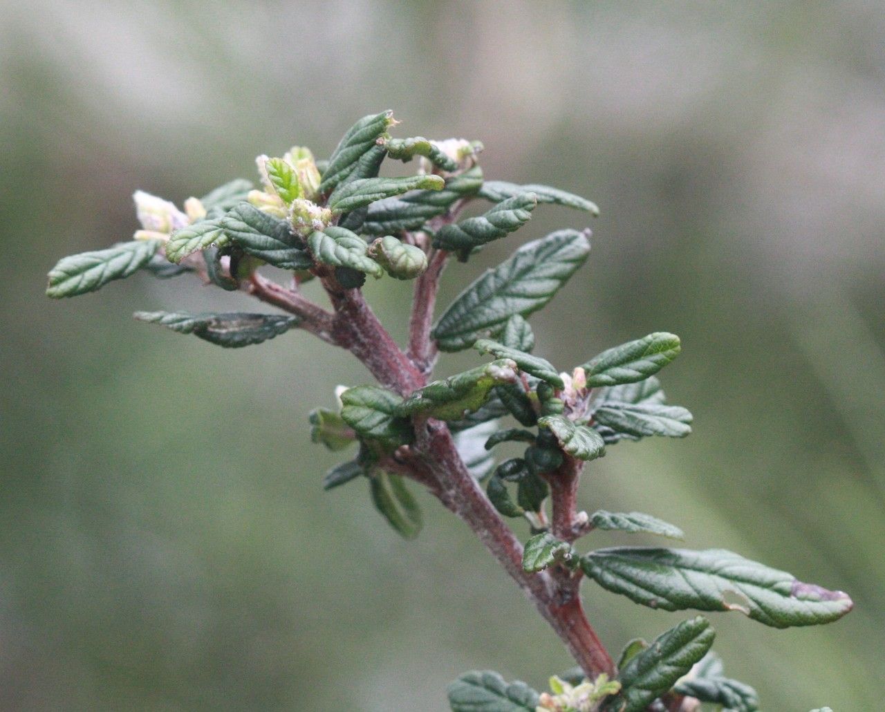 Ceanothus parryi habit