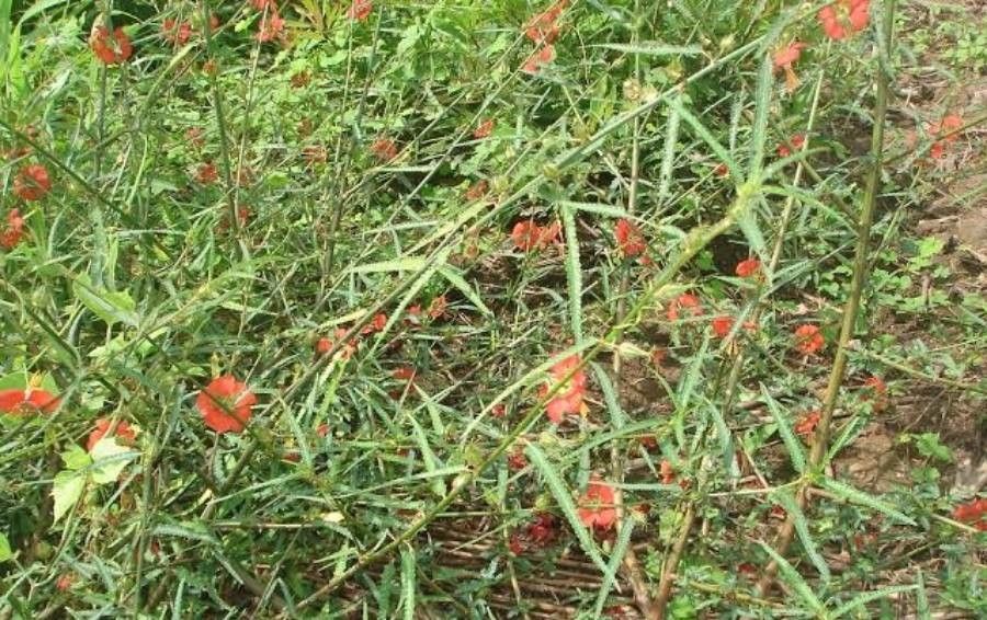 Pentapetes phoenicea habit