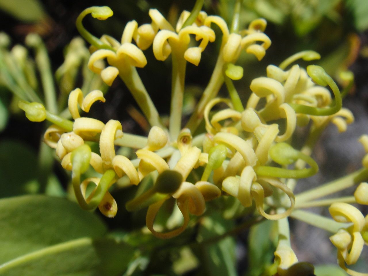 Stenocarpus tremuloides flower