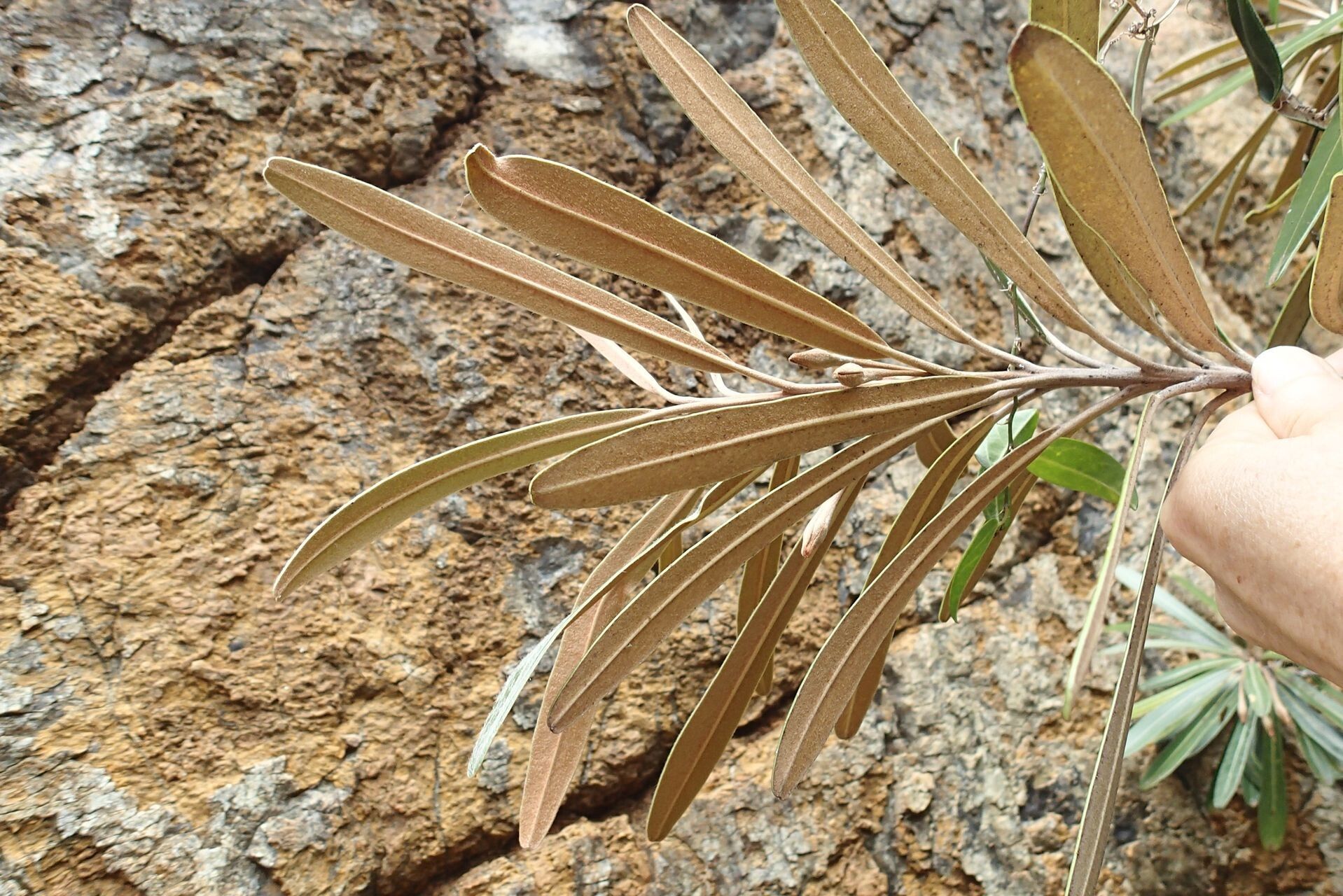 Planchonella baillonii leaf