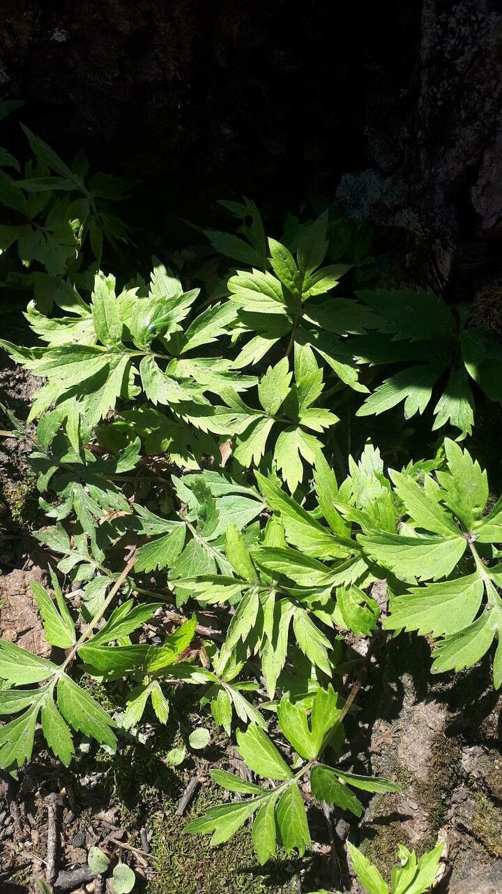 Hydrophyllum fendleri — related species from the same genus