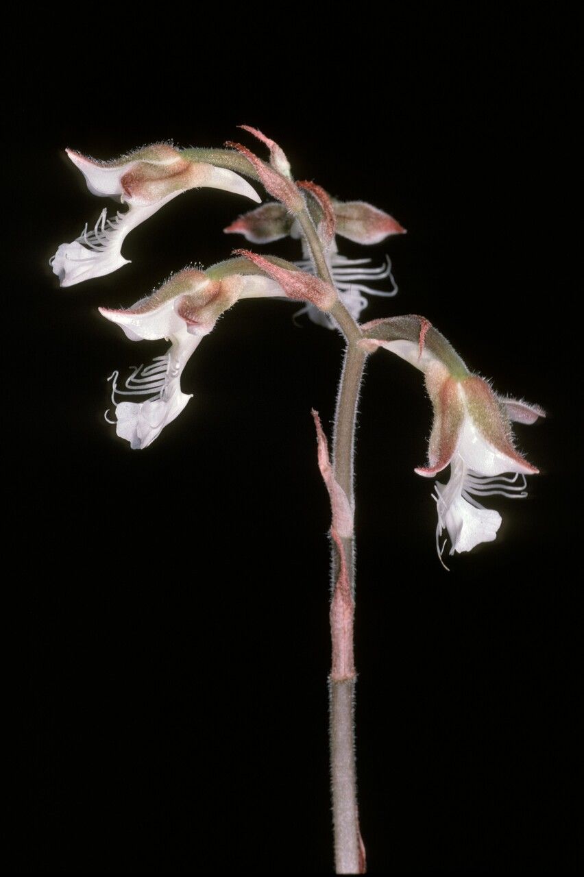 Anoectochilus geniculatus flower