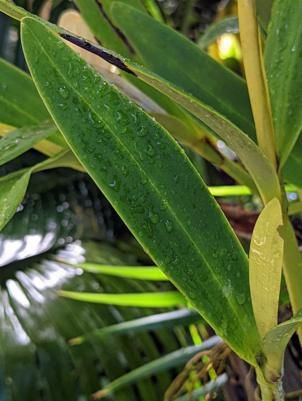 Prosthechea brassavolae — related species from the same genus