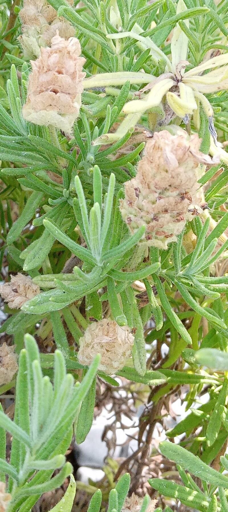 Lavandula viridis flower