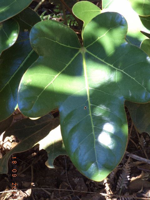 Acropogon bosseri — related species from the same genus