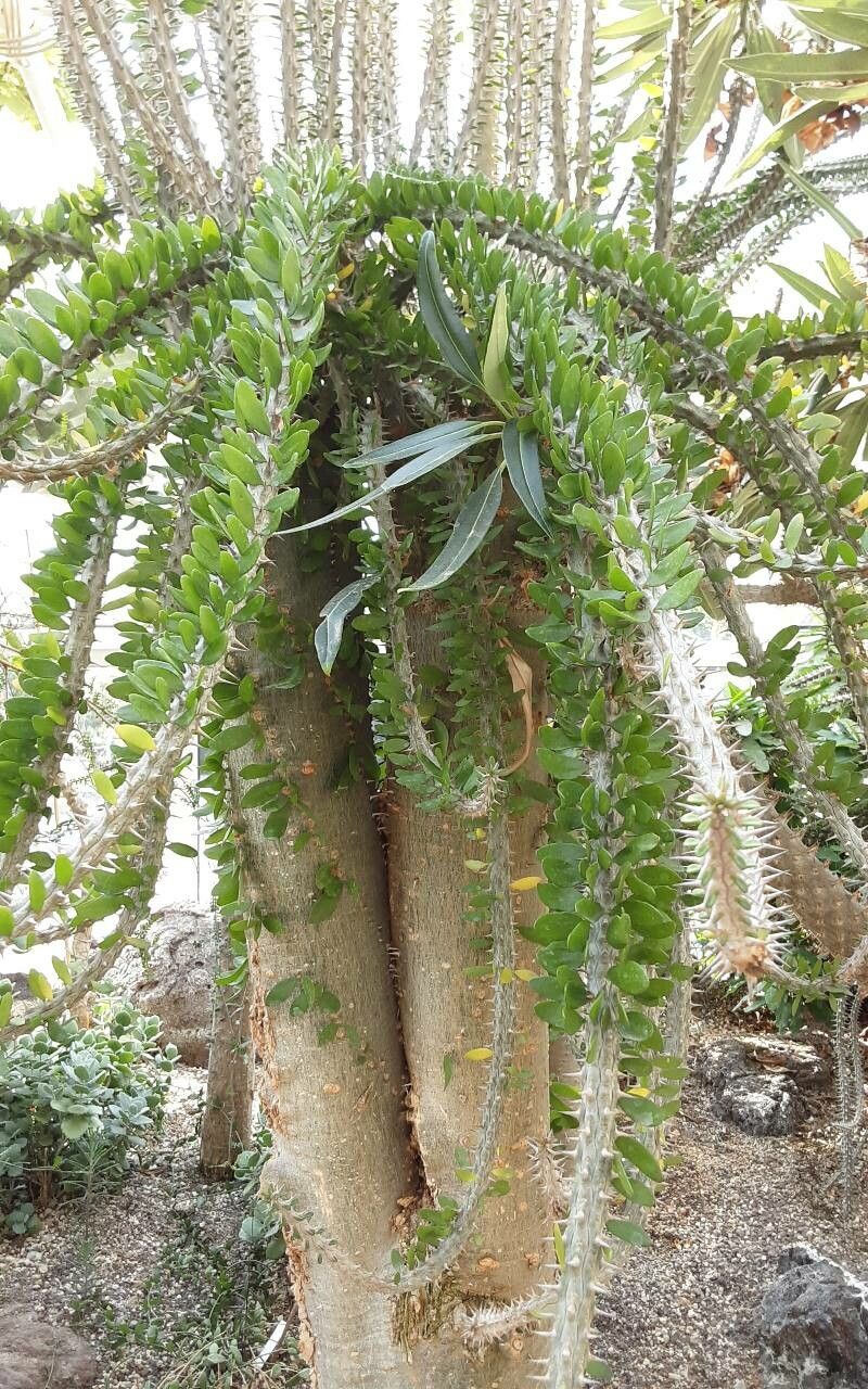 Alluaudia comosa leaf