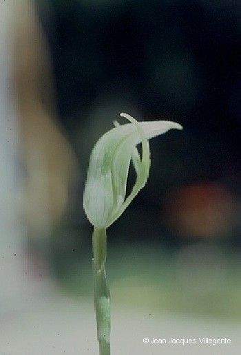 Pterostylis bureaviana fruit
