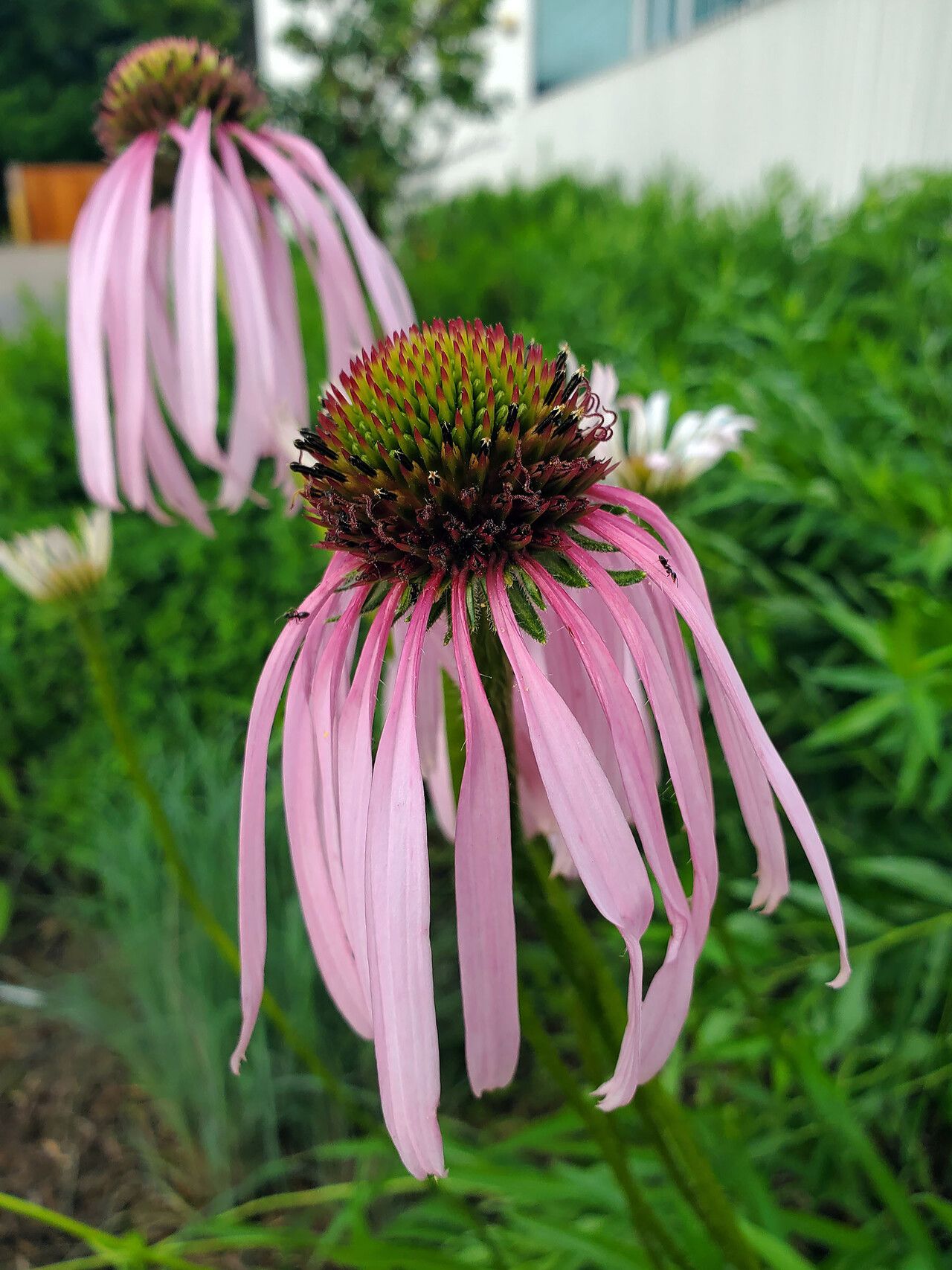 Echinacea sanguinea — houseplant care guide