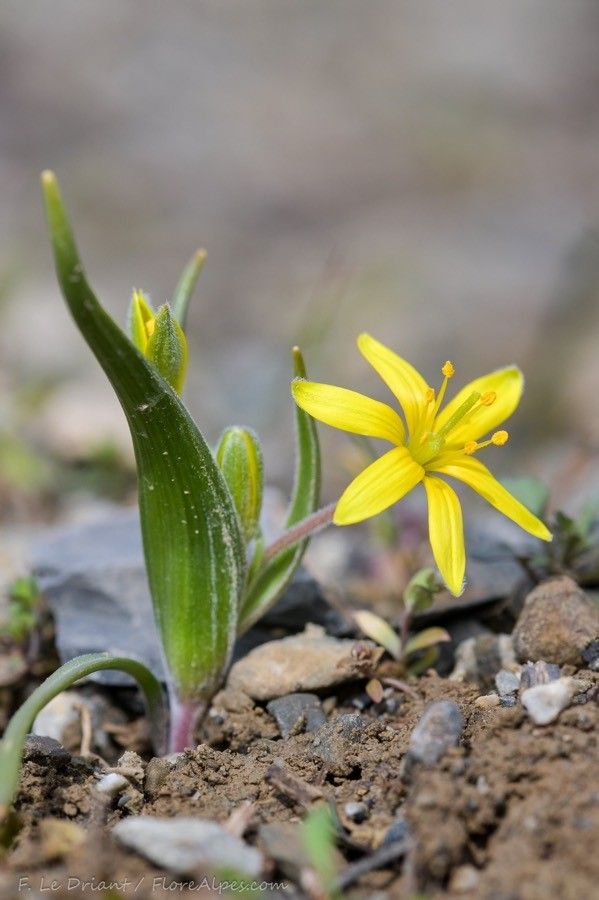 Gagea villosa flower