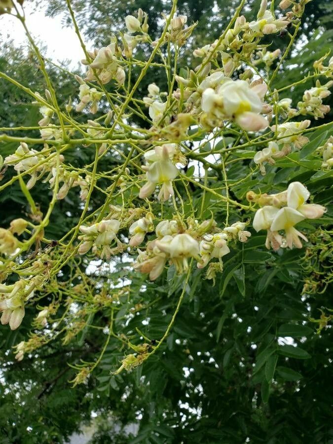 Sophora japonica flower