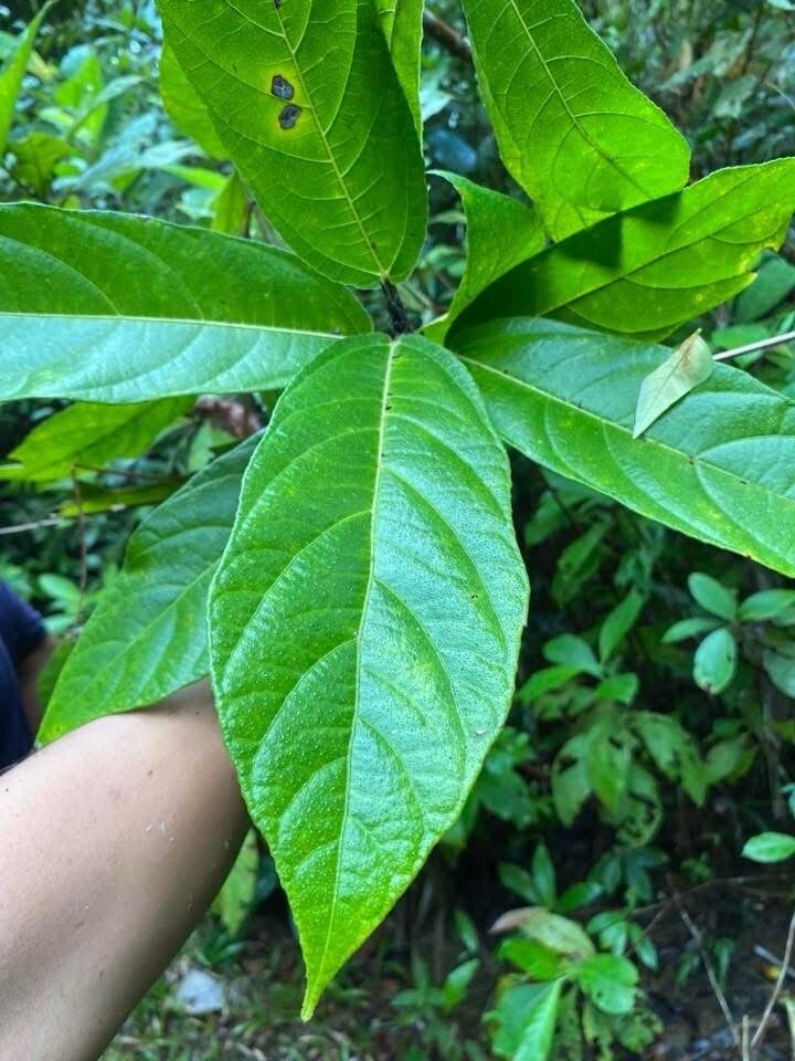 Ficus tarennifolia — houseplant care guide